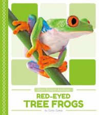 Rain Forest Animals RedEyed Tree Frogs