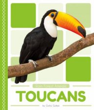 Rain Forest Animals Toucans