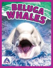 Giants of the Sea Beluga Whales