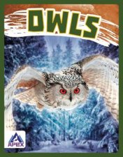 Birds Of Prey Owls