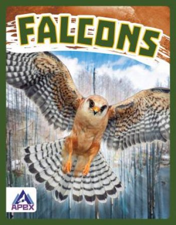 Birds Of Prey: Falcons by Connor Stratton