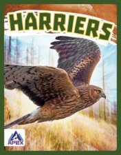 Birds Of Prey Harriers