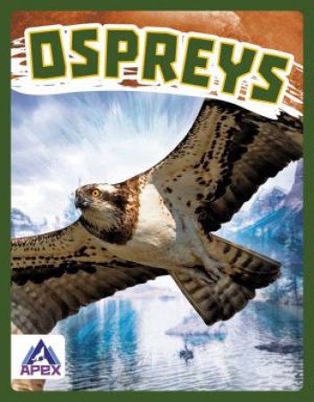 Birds Of Prey: Ospreys by Connor Stratton