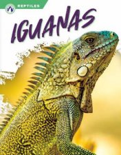 Reptiles Iguanas