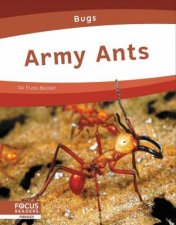 Bugs Army Ants