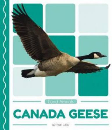 Pond Animals: Canada Geese