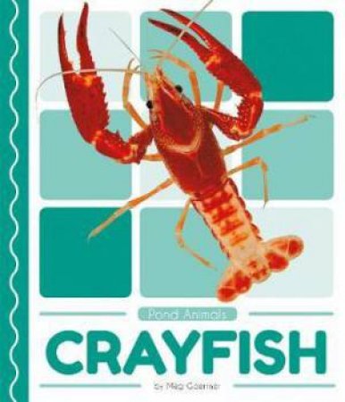 Pond Animals: Crayfish