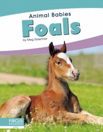 Animal Babies: Foals by Meg Gaertner