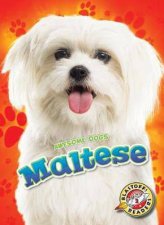 Awesome Dogs Maltese