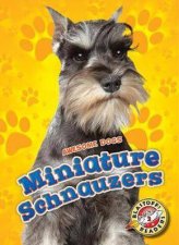 Awesome Dogs Miniature Schnauzers