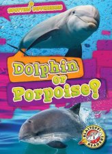 Spotting Differences Dolphin or Porpoise