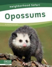 Neighborhood Safari Opossums