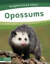 Neighborhood Safari Opossums