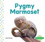 Mini Animals Pygmy Marmoset