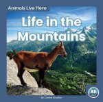 Animals Live Here Life In The Mountains
