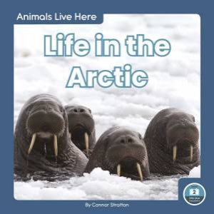 Animals Live Here: Life In The Arctic by Connor Stratton