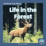 Animals Live Here Life In The Forest