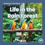 Animals Live Here Life In The Rain Forest