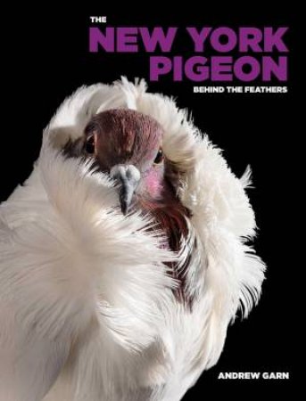 The New York Pigeon by Andrew Garn