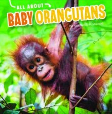 All About Baby Orangutans