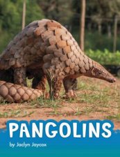 Animals Pangolins