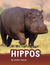 Animals Hippos