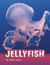 Animals Jellyfish