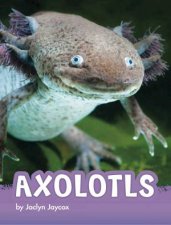 Animals Axolotls