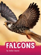 Animals Falcons
