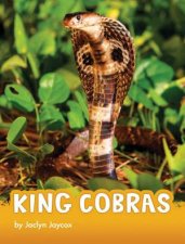 Animals King Cobras
