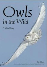 Owls In The Wild A Visual Tour