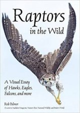 Raptors In The Wild A Visual Essay