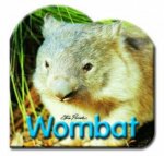 Steve Parish Board Book Wombat