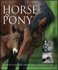 Horse  Pony