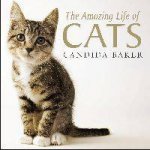 Amazing Life of Cats