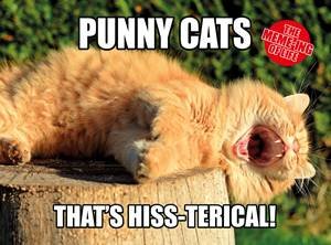The Meme-ing Of Life: Punny Cats: That's Hiss-Terical by Various
