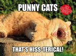 The Memeing Of Life Punny Cats Thats HissTerical
