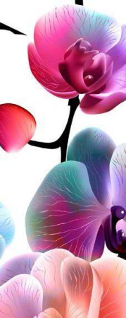 Bookmark: Orchids In Colour by Various