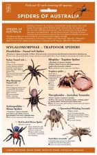 Spiders of Australia  ID Chart