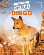Australias Remarkable Wildlife Dingo