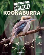 Australias Remarkable Wildlife Kookaburra