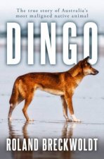Dingo
