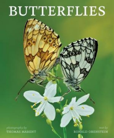 Butterflies by ORENSTEIN RONALD