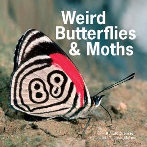 Weird Butterflies and Moths by RONALD ORENSTEIN