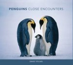 Penguins Close Encounters