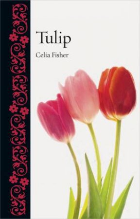 Tulip by Celia Fisher