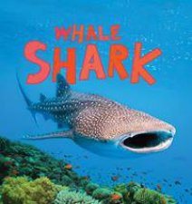 Discover Sharks Whale Shark