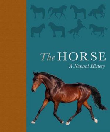 The Horse by Debbie Busby & Catrin Rutland