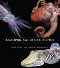 Octopus Squid  Cuttlefish