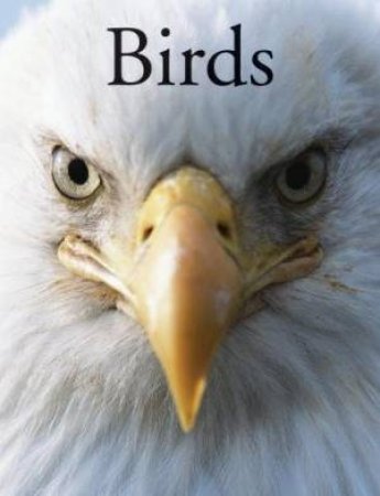 Encyclopedia Of Birds